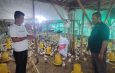 Didukung Kementan, Kelompok Pemuda Berkarya Lebak Sukses Produksi Telur Hingga 95%