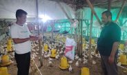Didukung Kementan, Kelompok Pemuda Berkarya Lebak Sukses Produksi Telur Hingga 95%