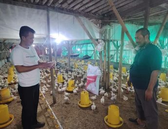 Didukung Kementan, Kelompok Pemuda Berkarya Lebak Sukses Produksi Telur Hingga 95%