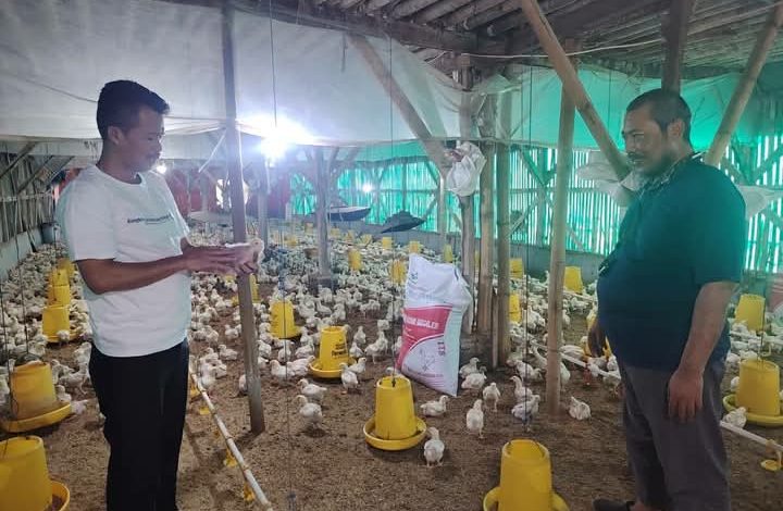 Didukung Kementan, Kelompok Pemuda Berkarya Lebak Sukses Produksi Telur Hingga 95%