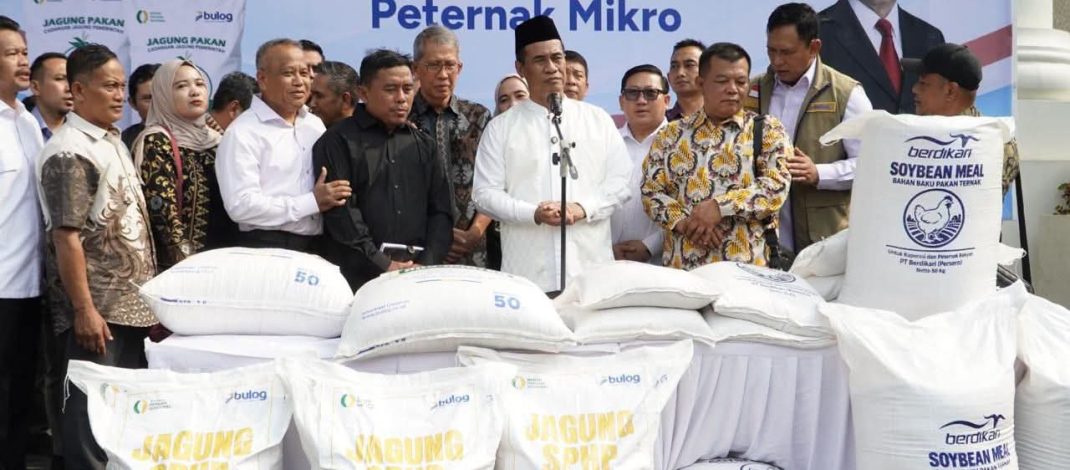 33.000 Ton Jagung Dikirim ke Jawa, Kementan-BULOG Jamin Pakan Peternak Mikro Aman
