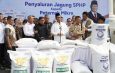 33.000 Ton Jagung Dikirim ke Jawa, Kementan-BULOG Jamin Pakan Peternak Mikro Aman