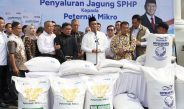 33.000 Ton Jagung Dikirim ke Jawa, Kementan-BULOG Jamin Pakan Peternak Mikro Aman