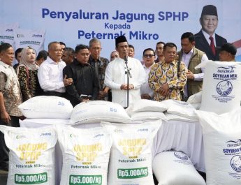 33.000 Ton Jagung Dikirim ke Jawa, Kementan-BULOG Jamin Pakan Peternak Mikro Aman